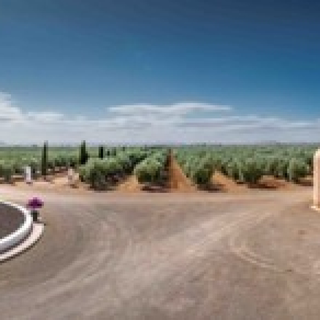 Palacio de Los Olivos presenta su nueva cosecha